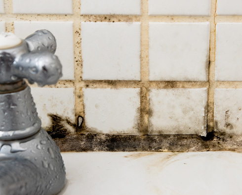 Yes, Mold Can Be Harmful to Certain Individuals