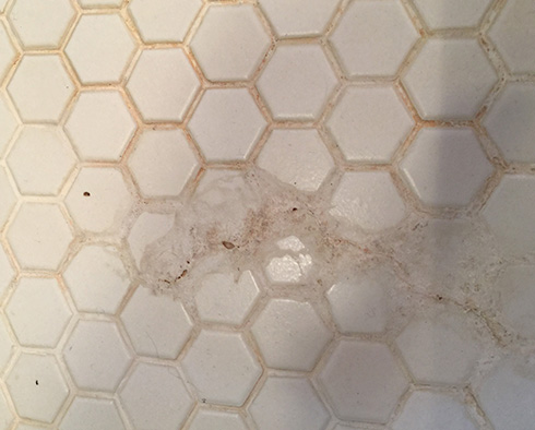 Do You Have Efflorescence in Your Bathroom? Stone Cleaning and Sealing Can Take Care of It