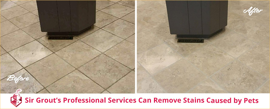 Sir Grout's professional service can remove stains caused by pets