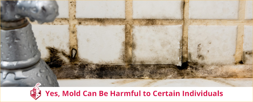 Yes, Mold Can Be Harmful to Certain Individuals