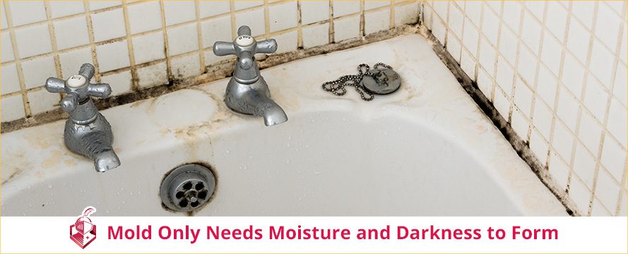 Mold Only Needs Moisture and Darkness to Form