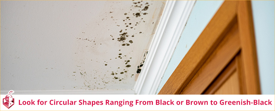 Look for Circular Mold Shapes Ranging From Black or Brown to Greenish-Black