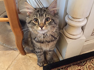 Keep Your Pets Happy and Your Hard Surfaces Flawless with These Care Tips