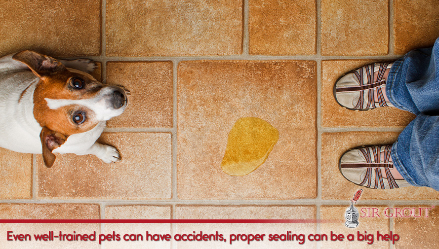 Sealing your hard surfaces can help you minimize the consequences of pets' accidents Even well-trained pets can have accidents; proper sealing can be a big help