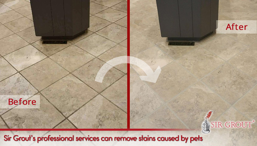 This family had two large dogs Sir Grout's professional service can remove stains caused by pets